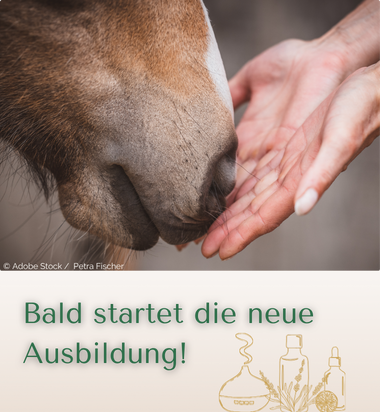 Aromatherapie für Pferde startet bald