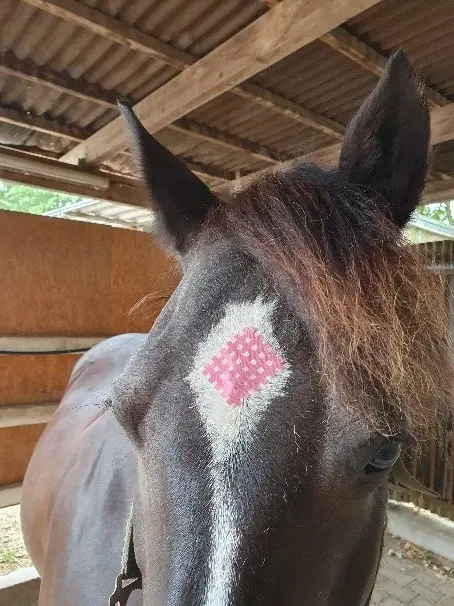 Pferd mit Gittertape