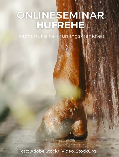 Onlineseminar Hufrehe