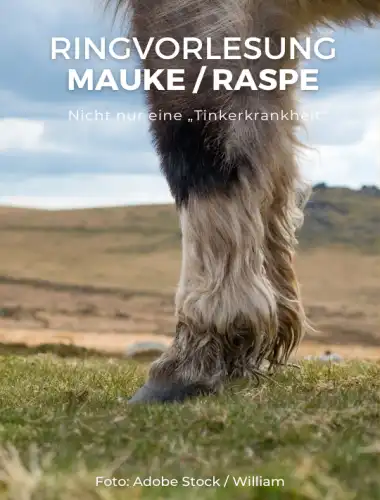 Ringvorlesung Mauke / Raspe