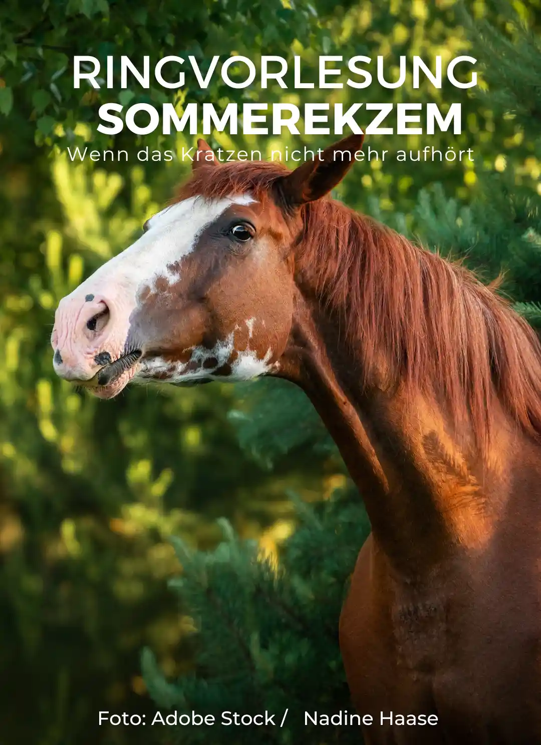 Pferd mit Sommerekzem – Ringvorlesung Sommerekzem wenn das Kratzen nicht mehr aufhört bei Sanoanimal